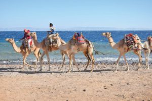 أطفال بدو على الإبل على ساحل البحر الأحمر - جنوب سيناء